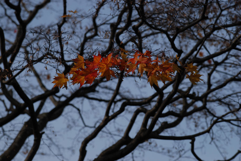 残紅葉