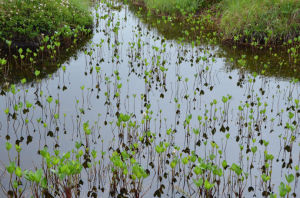 神仙沼の水草